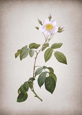 Big Leaved Climbing Rose