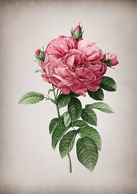 Vintage Giant French Rose