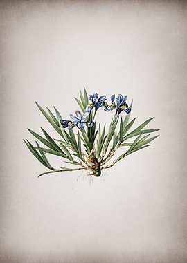 Vintage Dwarf Crested Iris