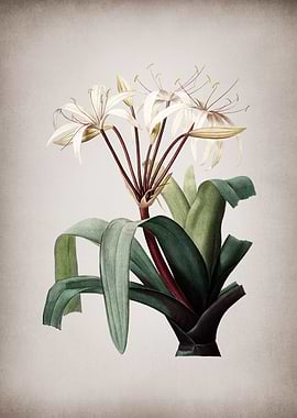 Vintage Crinum Erubescens