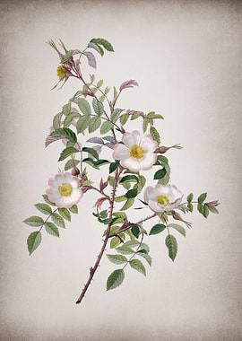 Blooming Reddish Rosebush