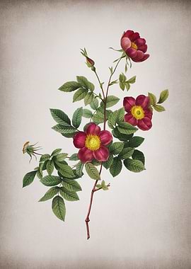 Blooming Alpine Rose