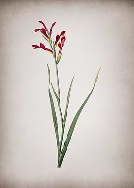 Vintage Gladiolus Cunonius
