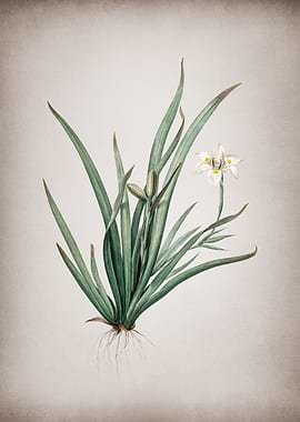 Vintage Fortnight Lily