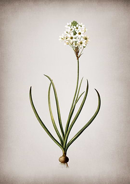 Vintage Arabian Starflower