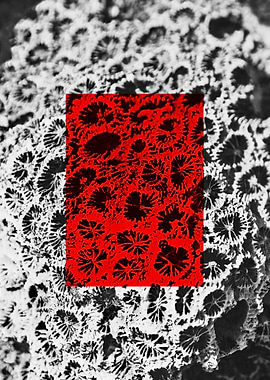 Red Macros of Nedunteevu