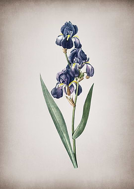 Vintage Dalmatian Iris