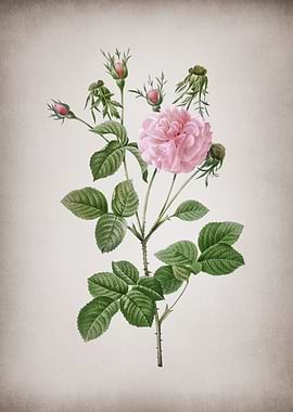 Blooming Pink Agatha Rose