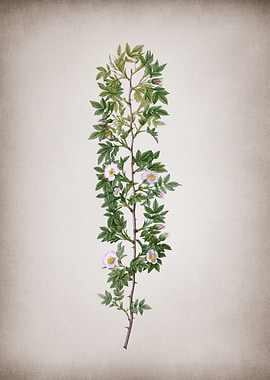 Blooming Cuspidate Rose