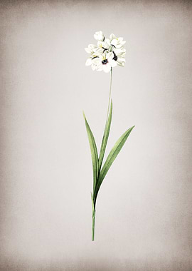 Vintage Ixia Maculata