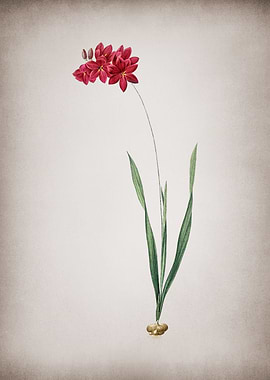 Vintage Ixia Filiformis