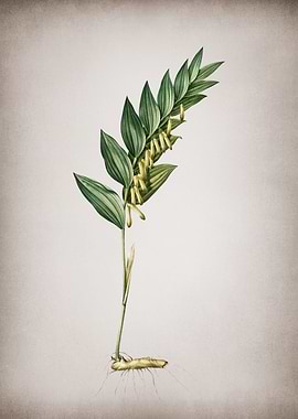 Angular Solomons Seal