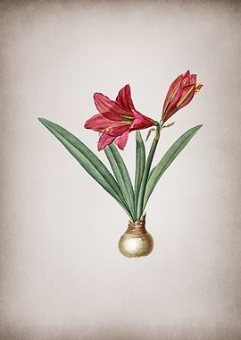 Vintage Hippeastrum