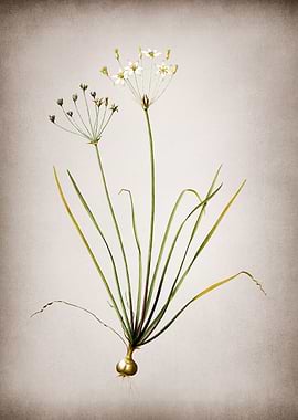 Vintage Allium Straitum