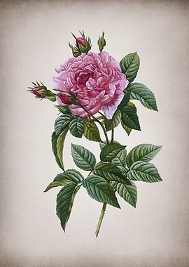 Blooming Pink French Rose