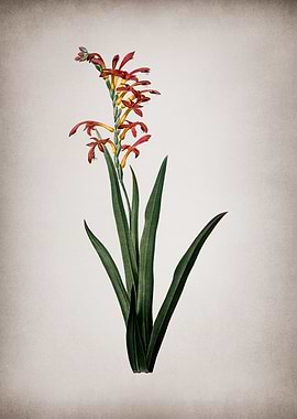 Antholyza Aethiopica