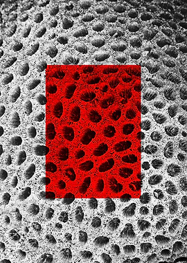 Red Macros of Nedunteevu