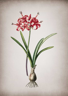 Vintage Guernsey Lily