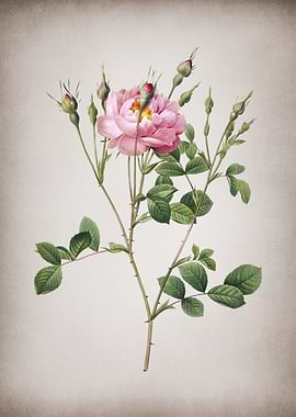 Anemone Sweetbriar Rose