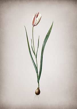 Vintage Lady Tulip