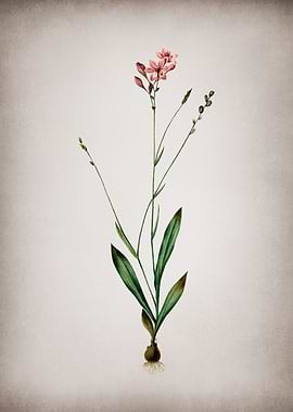 Vintage Gladiolus Junceus