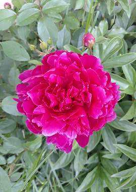 The gift of peony