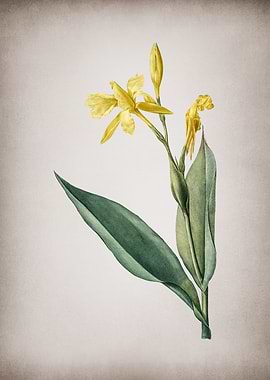 Bandana of the Everglades