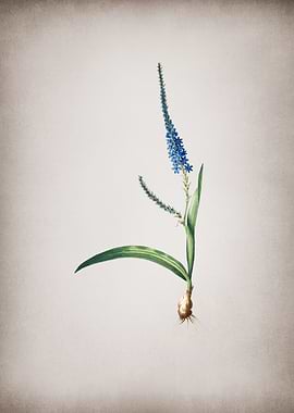 Vintage Ixia Plantaginea