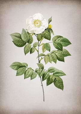 Blooming Leschenaults Rose