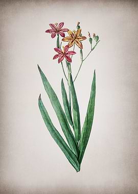 Vintage Blackberry Lily