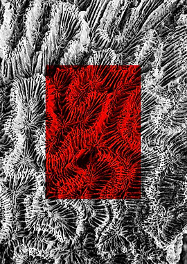 Red Macros of Nedunteevu