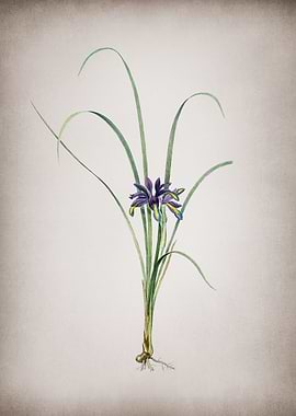 Vintage Grass Leaved Iris