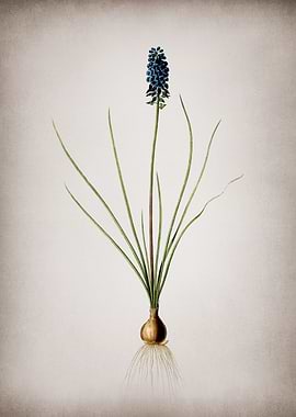 Vintage Grape Hyacinth
