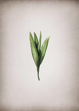 Vintage Autumn Crocus