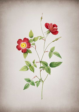 Indica Stelligera Rose