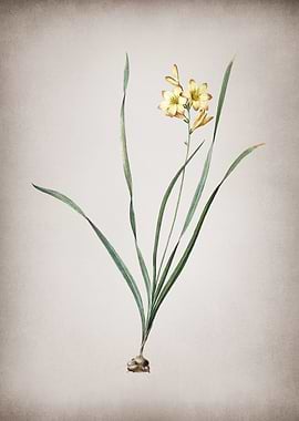Vintage Gladiolus Lineatus