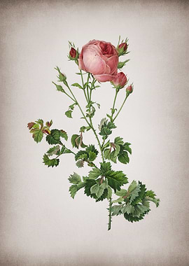 Celery Leaved Cabbage Rose