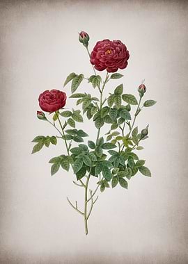 Burgundy Cabbage Rose