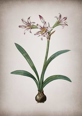 Vintage Amaryllis