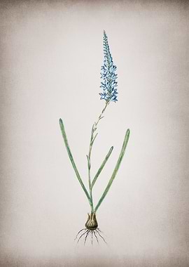 Vintage Ixia Cepacea
