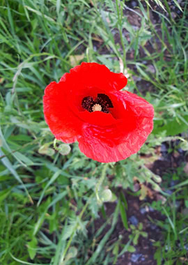Poppy