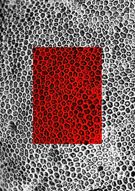 Red Macros of Nedunteevu