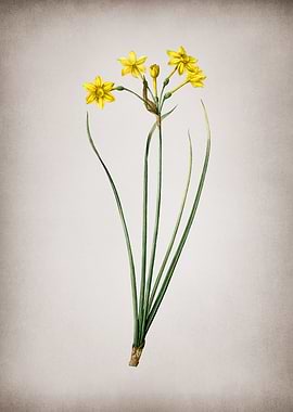 Vintage Rush Daffodil