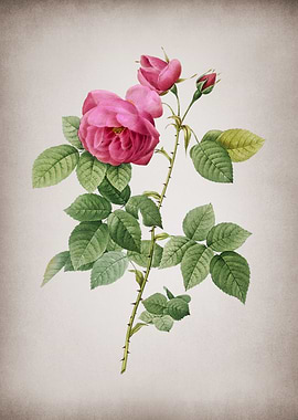 Vintage Pink Bourbon Roses