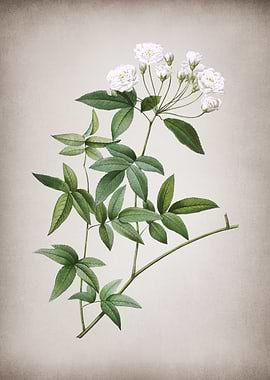 Vintage Lady Banks Rose