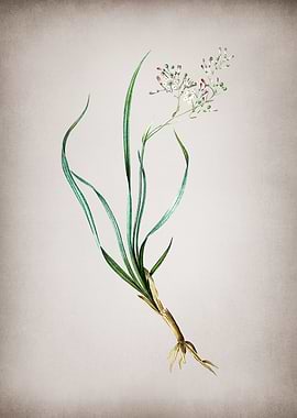 Vintage Phalangium Bicolor