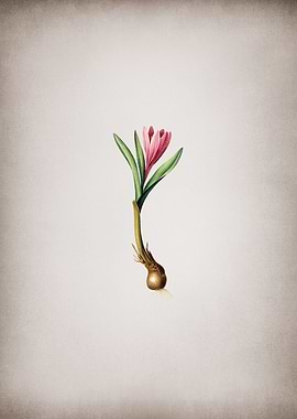 Spring Meadow Saffron