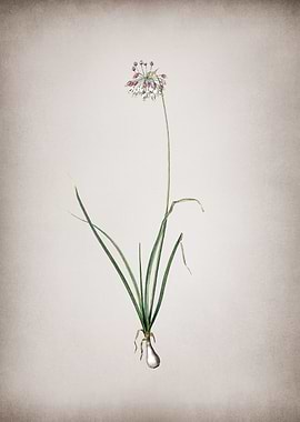 Vintage Nodding Onion
