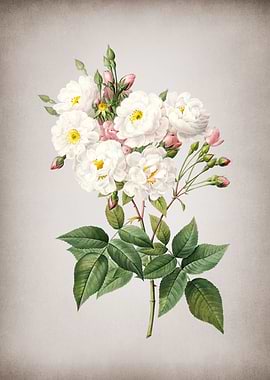 Vintage Noisette Roses