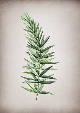 Whorled Solomons Seal